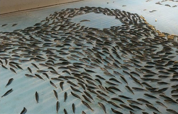 У Японії закрили ковзанка, творці якого вморозили у кригу п'ять тисяч риб (ФОТО) - фото 1