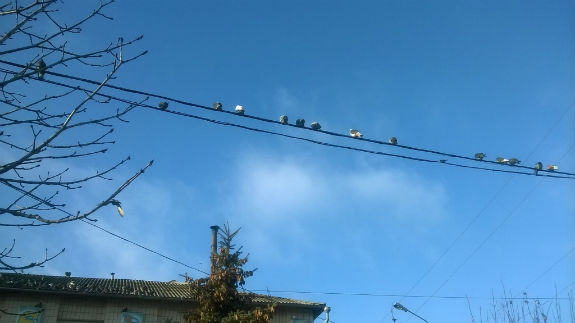 Як столичні голуби окупували лінії електропередач - фото 2
