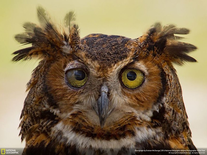  Роботи фіналістів конкурсу National Geographic "Кращий фотограф природи 2016" - фото 2