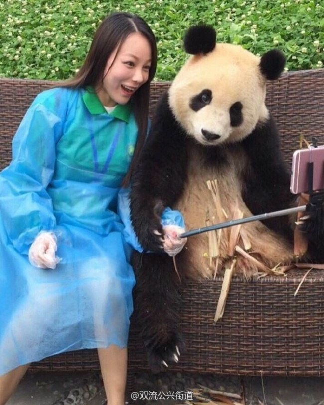 Як панда робить наймиліші у світі селфі - фото 3