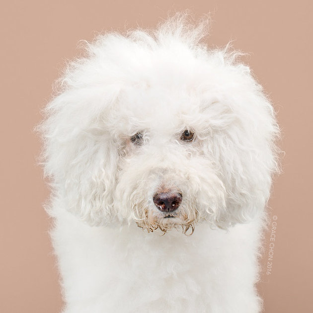 Сім переконливих причин, чому собаці потрібен особистий перукар - фото 1