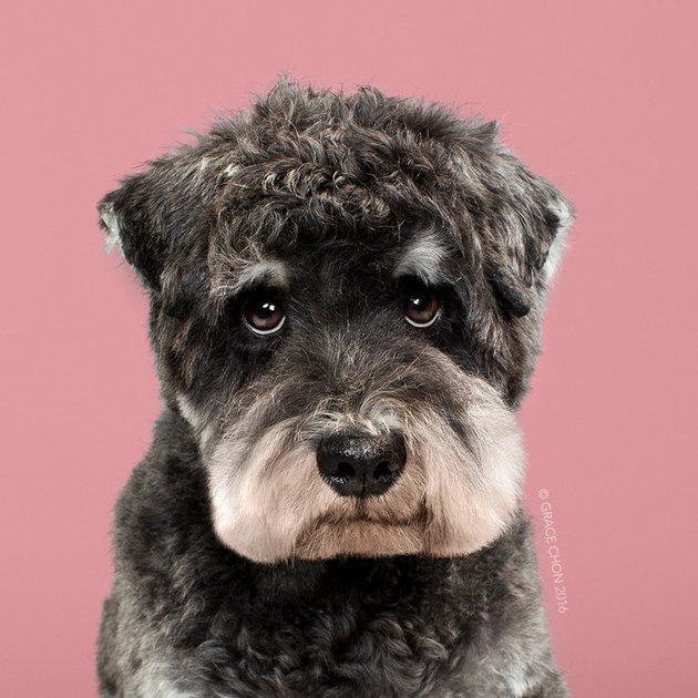 Сім переконливих причин, чому собаці потрібен особистий перукар - фото 10