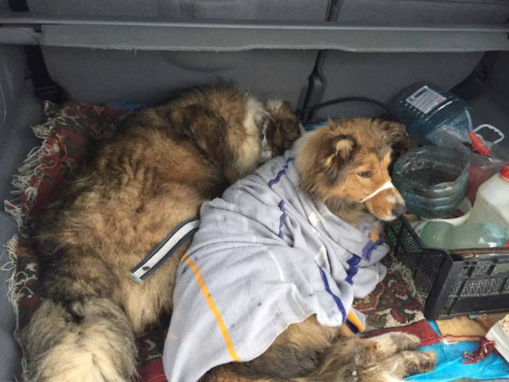 На Закарпатті собака два дні захищав свою поранену подругу на залізничній колії - фото 1