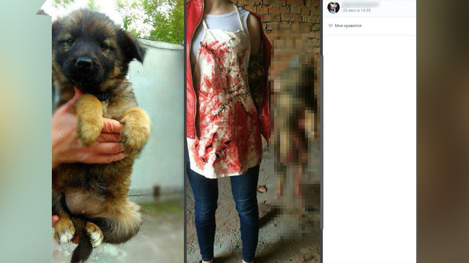 Дівчина, яка знущалася над тваринами, побігла в поліцію через погрози соцмереж - фото 1