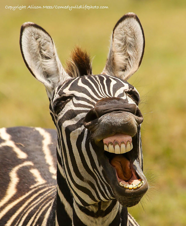 40 найсмішніших тварин з конкурсу Comedy Wildlife Photography Awards 2016 - фото 27
