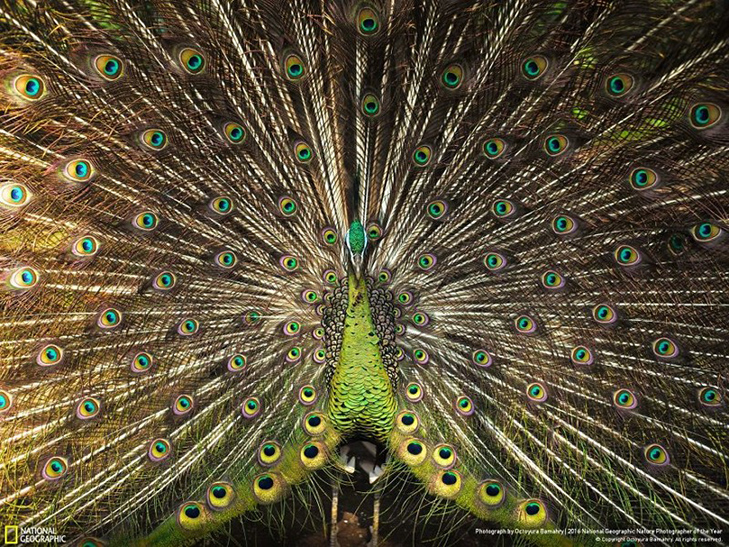  Роботи фіналістів конкурсу National Geographic "Кращий фотограф природи 2016" - фото 21