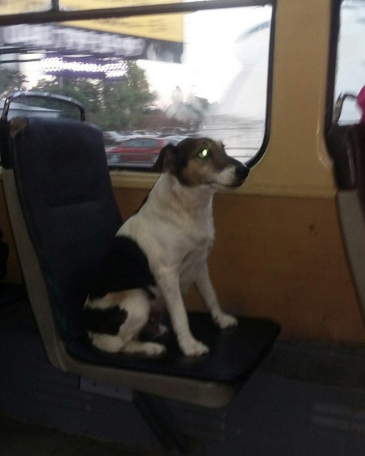 Користувачів соцмереж милує одеський пес, який сидячі їзить в трамваях (ФОТО) - фото 1