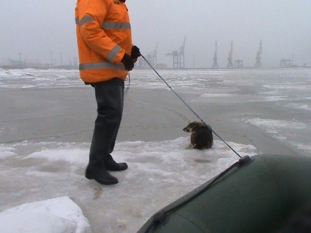 У Маріуполі водолази врятували безпритульного пса з крижини у морі (ФОТО) - фото 2
