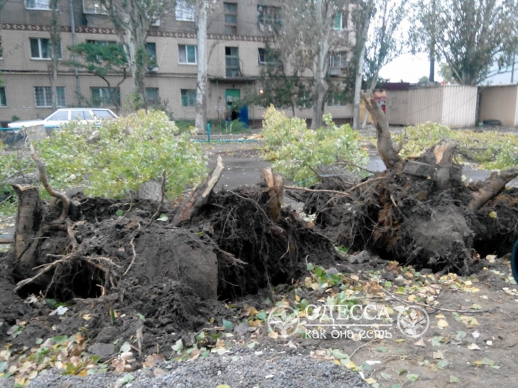 В Одесі вітер зніс декілька могутніх дерев на селищі Котовського (ФОТО) - фото 2