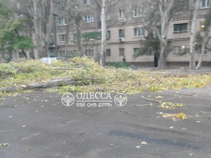 В Одесі вітер зніс декілька могутніх дерев на селищі Котовського (ФОТО) - фото 1