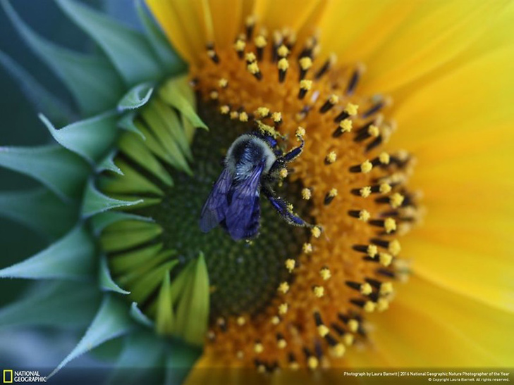  Роботи фіналістів конкурсу National Geographic "Кращий фотограф природи 2016" - фото 37