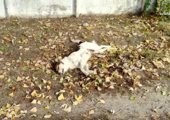 У Києві знову почали труїти собак - фото 1