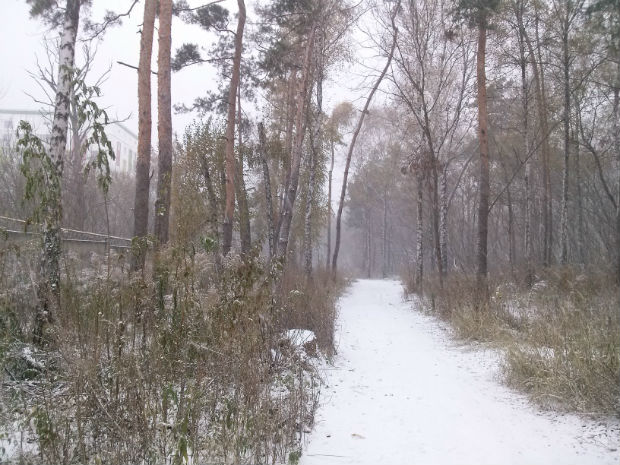 У Харкові сильний снігопад засипає ще зелені дерева (ФОТО) - фото 7