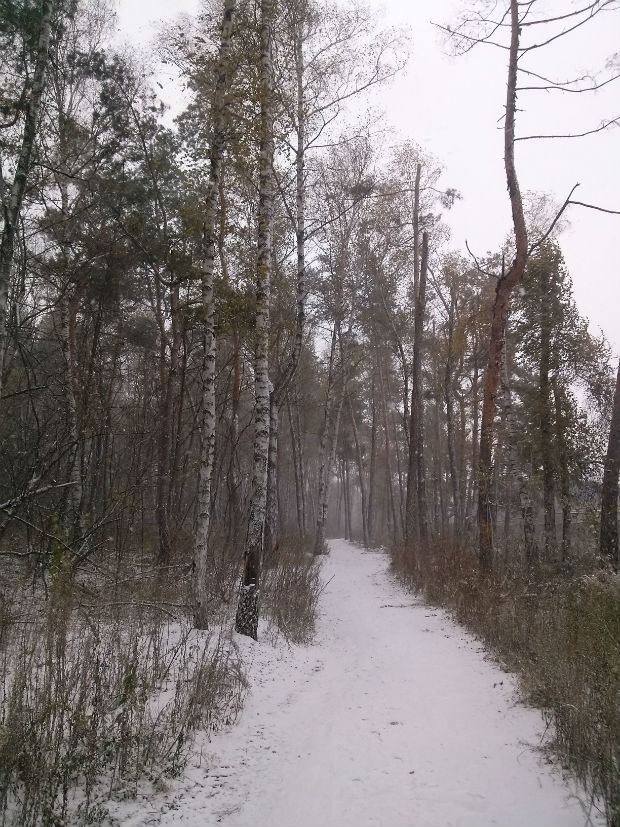 У Харкові сильний снігопад засипає ще зелені дерева (ФОТО) - фото 6