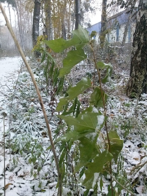 У Харкові сильний снігопад засипає ще зелені дерева (ФОТО) - фото 5