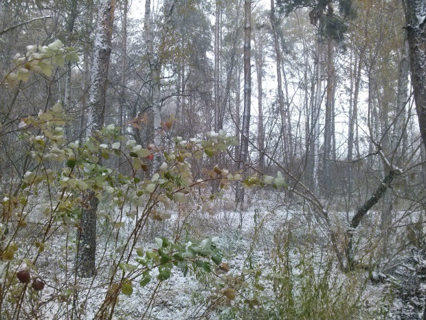 У Харкові сильний снігопад засипає ще зелені дерева (ФОТО) - фото 4