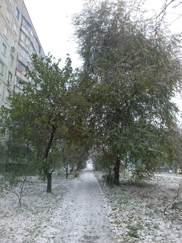 У Харкові сильний снігопад засипає ще зелені дерева (ФОТО) - фото 1