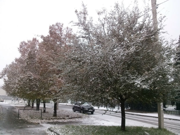 У Харкові сильний снігопад засипає ще зелені дерева (ФОТО) - фото 2