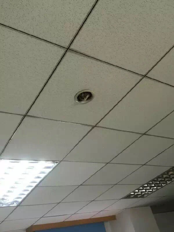 В Японії кіт-"шпигун" спостерігав за офісом через дірку в стелі (ФОТО) - фото 2