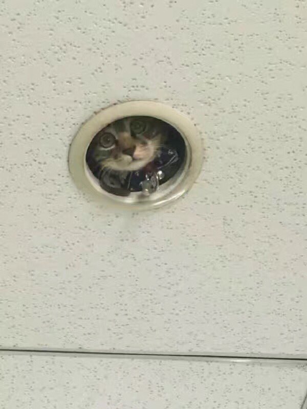 В Японії кіт-"шпигун" спостерігав за офісом через дірку в стелі (ФОТО) - фото 1