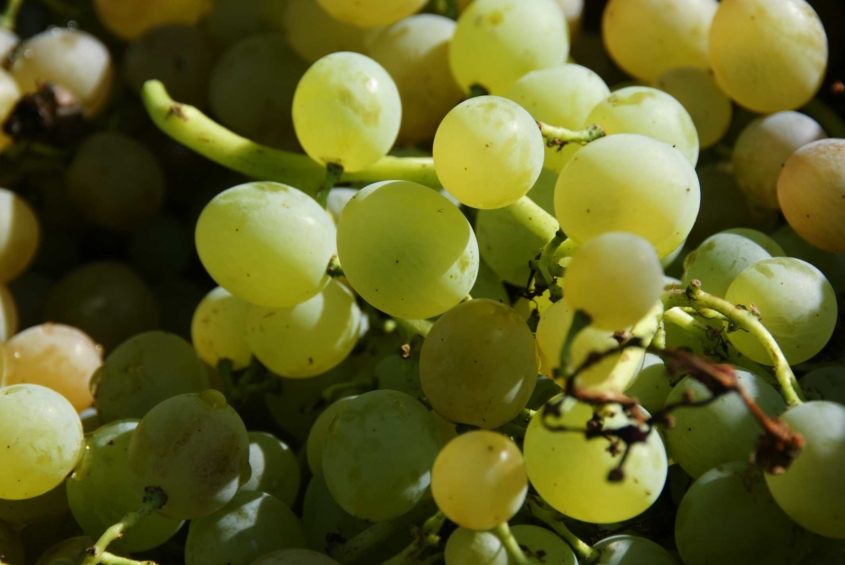 Шиндер з Гальжбіївки вирощує дві сотні сортів винограду і радить пити тільки сухе вино - фото 2