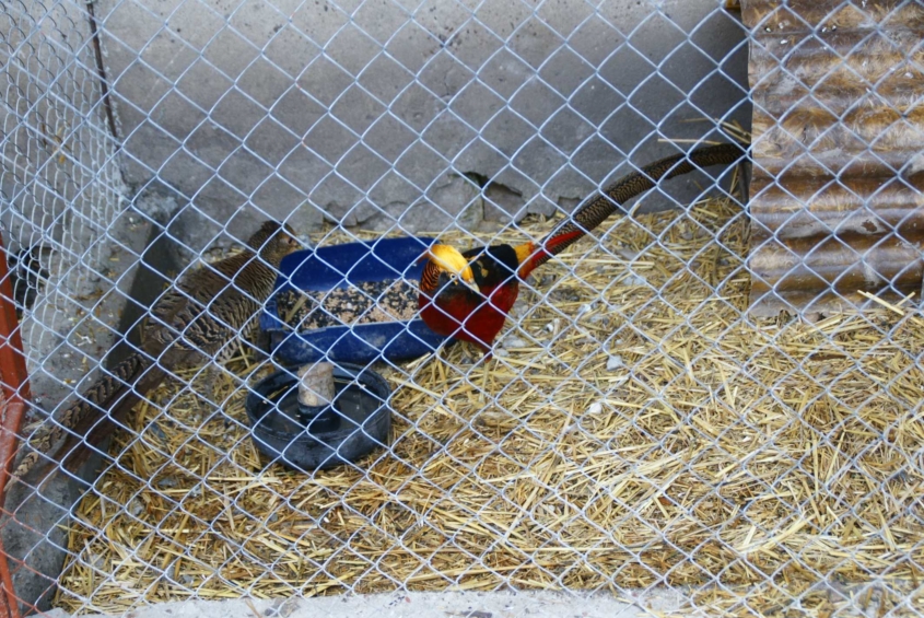 На сільському подвір’ї жителя Вінниччини пасуться страуси, фазани і дика свиня  - фото 12