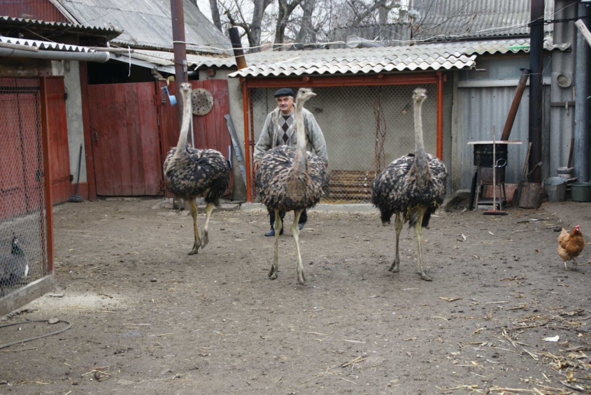 На сільському подвір’ї жителя Вінниччини пасуться страуси, фазани і дика свиня  - фото 5