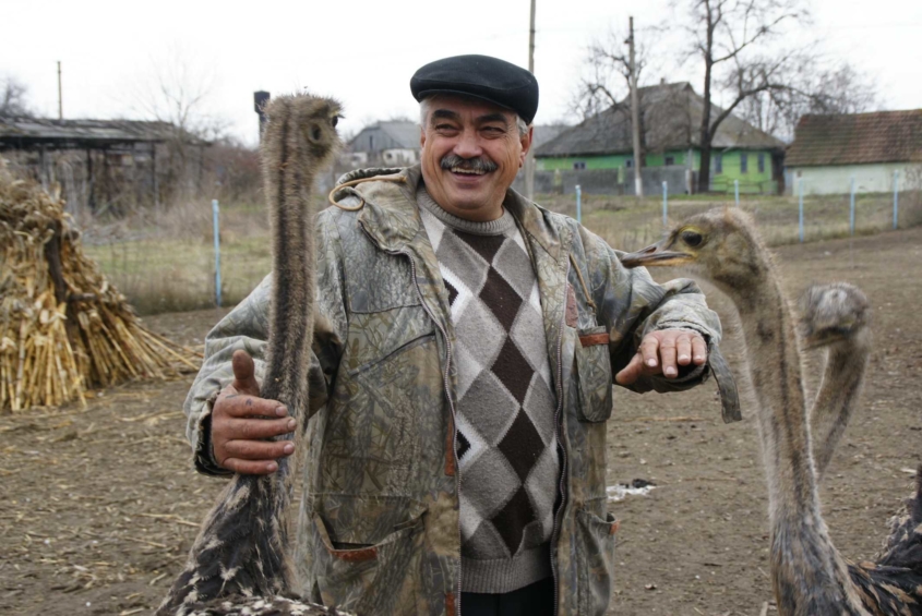 На сільському подвір’ї жителя Вінниччини пасуться страуси, фазани і дика свиня  - фото 2