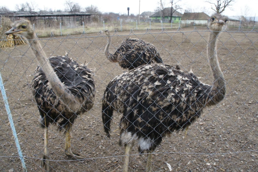На сільському подвір’ї жителя Вінниччини пасуться страуси, фазани і дика свиня  - фото 3