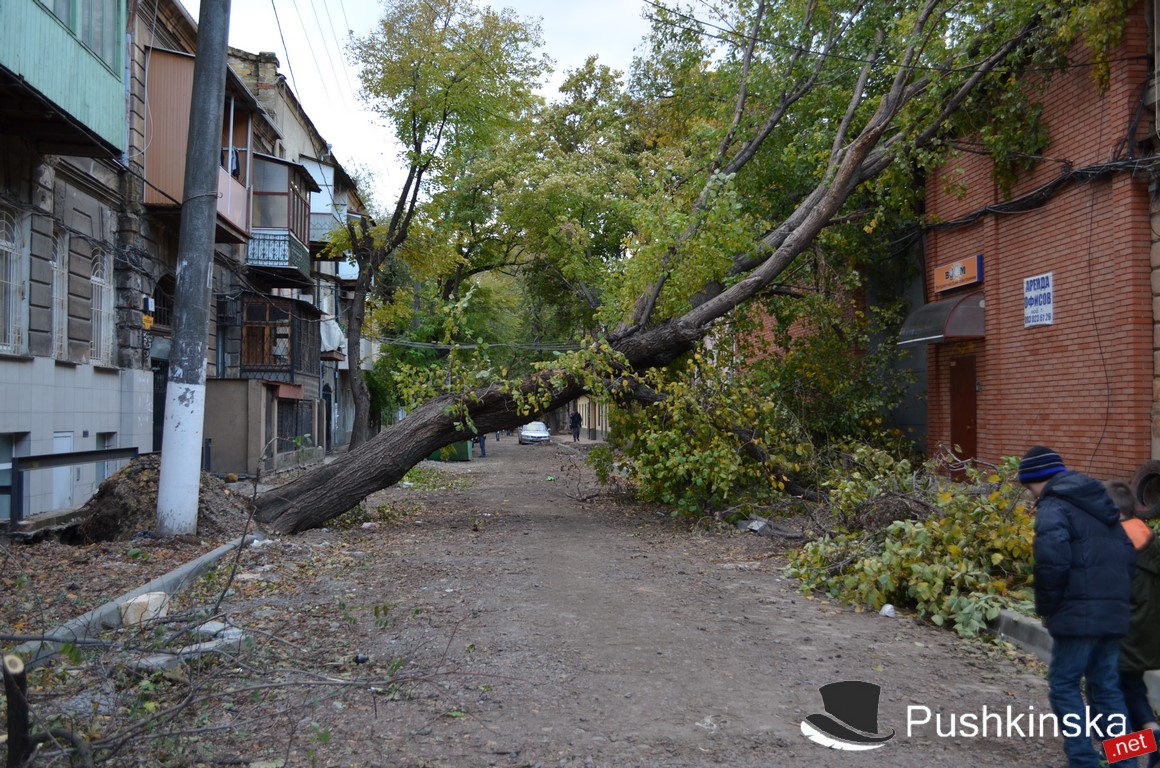 Дерева після одеського урагану "недовбирали": одеситів наражають на небезпеку (ФОТО) - фото 2