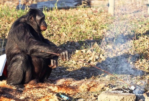 Як мавпа здивувала всіх вмінням розпалювати багаття і готувати їжу - фото 4