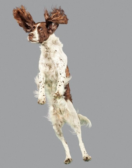 Як кумедно виглядають літаючі пси - фото 8