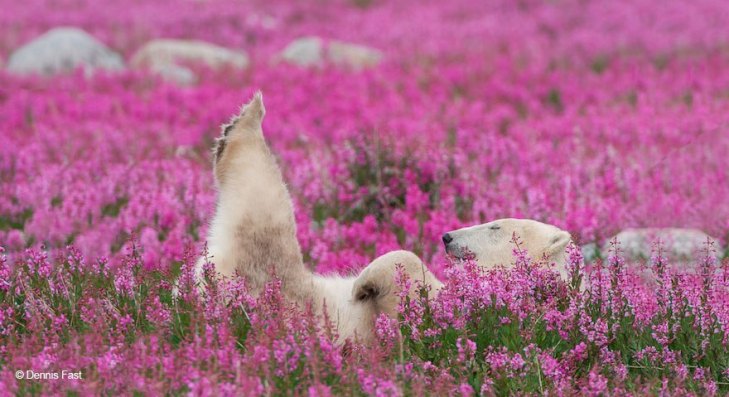 Як романтично виглядають білі ведмеді у квітах - фото 4