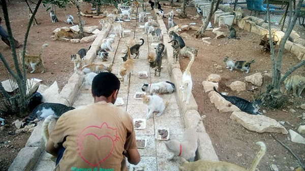 Чоловіка, який рятує  котиків у Сирії, хочуть висунути на Нобелівську премію - фото 2