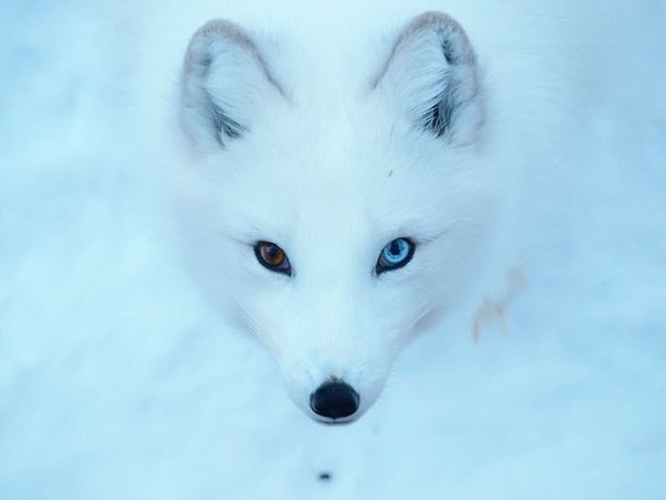 Вісім неймовірно красивих тварин з різнокольоровими очима  - фото 4