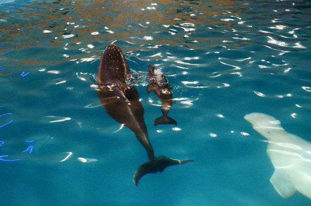 У харківському дельфінарії евакуйовані з АТО дельфіни привели поповнення (ФОТО) - фото 2