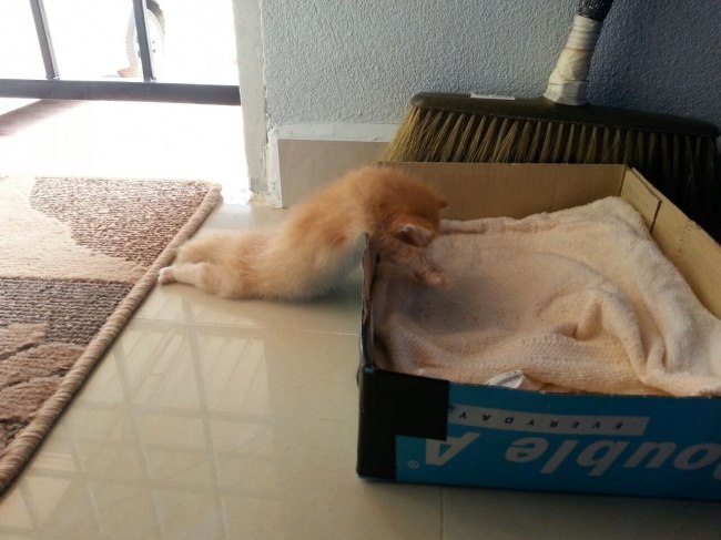 Докази того, що тільки котам підвладне мистецтво витонченого сну - фото 2