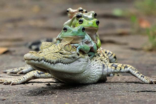 Як жаби на крокодилі катались - фото 1