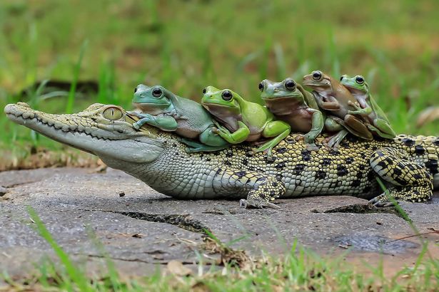 Як жаби на крокодилі катались - фото 2