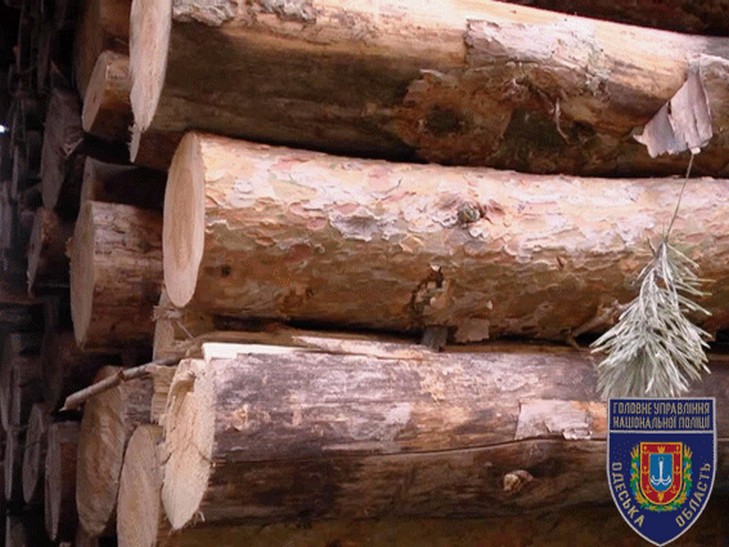 Поліція Одещини перекрила канал незаконного вивезення лісу (ФОТО; ВІДЕО) - фото 1