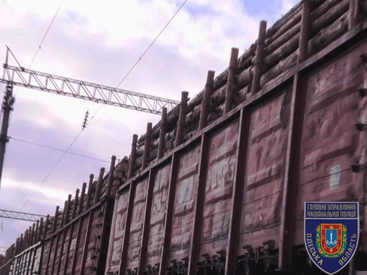 Поліція Одещини перекрила канал незаконного вивезення лісу (ФОТО; ВІДЕО) - фото 2