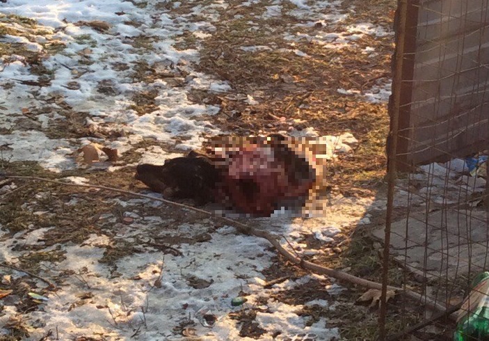 Труп по-звірячому вбитого собаки шокував жителів Мелітополя - фото 2