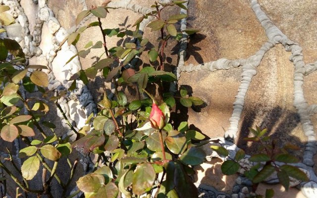 У Херсоні ось-ось розквітнуть троянди - фото 1