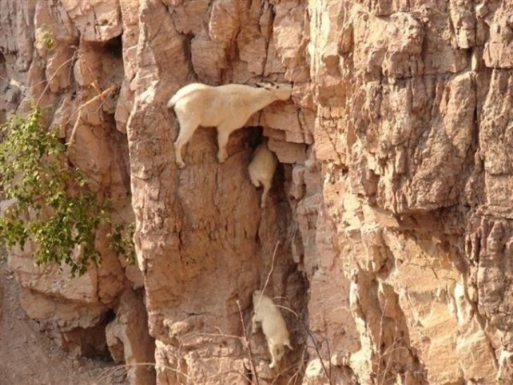 Як гірські кози доводять, що вони найбезстрашніші істоти у світі - фото 2