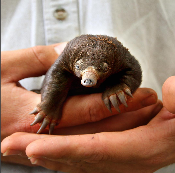 В Австралії знайшли справжню тваринку з "Фантастичних звірів" Роулінг (ФОТО) - фото 2