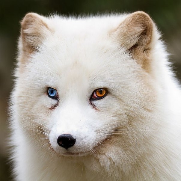 Вісім неймовірно красивих тварин з різнокольоровими очима  - фото 2