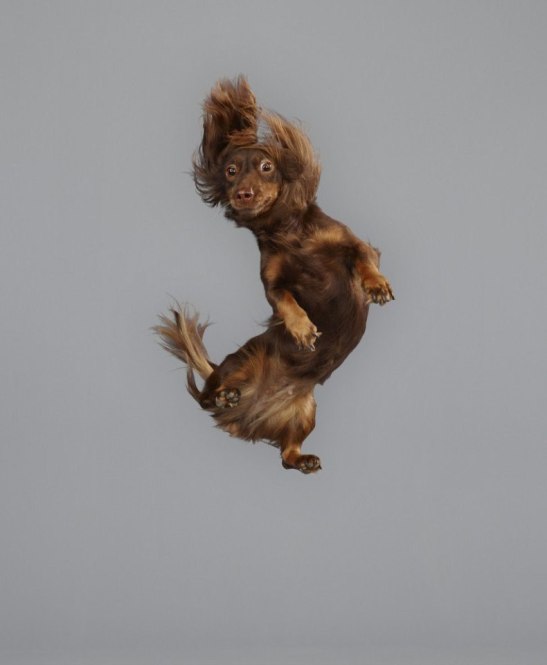 Як кумедно виглядають літаючі пси - фото 4