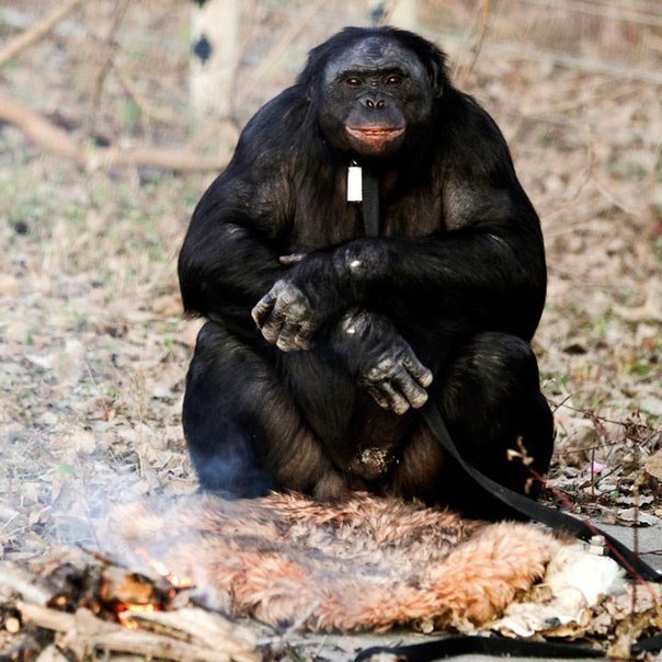 Як мавпа здивувала всіх вмінням розпалювати багаття і готувати їжу - фото 1
