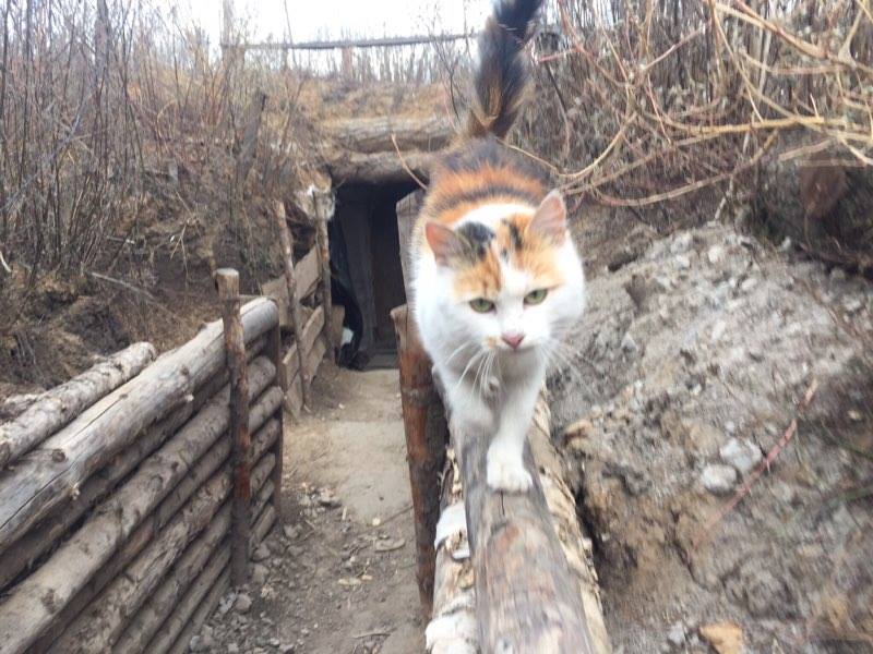 За що треба поставити пам'ятник котам в АТО - 11 - фото 1 За що треба поставити пам'ятник котам в АТО - 11 - фото 1
