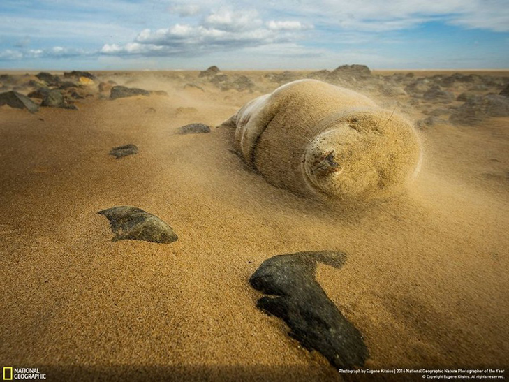  Роботи фіналістів конкурсу National Geographic "Кращий фотограф природи 2016" - фото 13